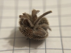 Cynoglossum officinale