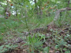 Lechea tenuifolia