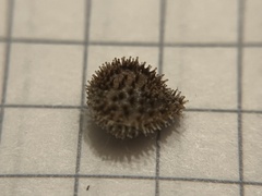 Cynoglossum officinale