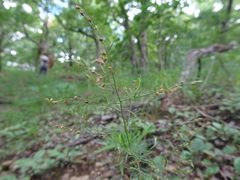 Lechea tenuifolia