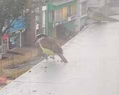 Pitangus sulphuratus