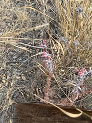 Dudleya pulverulenta