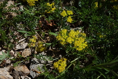 Oreoxis alpina