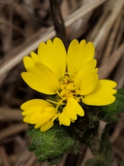 Deinandra