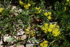 Oreoxis alpina