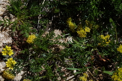 Oreoxis alpina