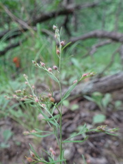 Lechea tenuifolia