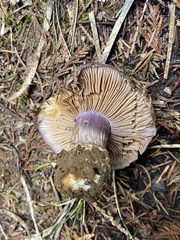 Cortinarius subolivascens