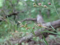 Lechea tenuifolia