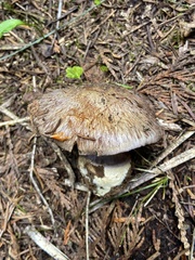 Cortinarius subolivascens