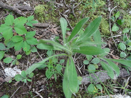 Image of Hieracium longipilum by (c) Thomas Koffel, some rights reserved (CC BY)