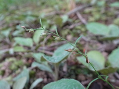 Lechea tenuifolia