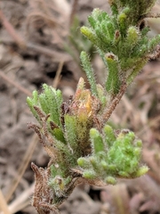 Deinandra