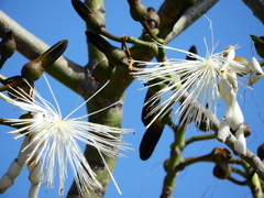 Pseudobombax grandiflorum