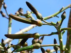 Pseudobombax grandiflorum