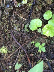 Hydrocotyle leucocephala