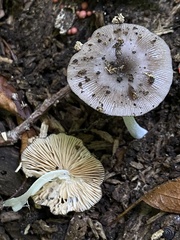 Bolbitius reticulatus