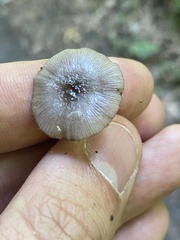 Bolbitius reticulatus