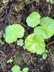 Hydrocotyle leucocephala
