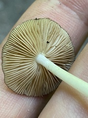 Bolbitius reticulatus