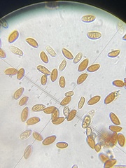 Bolbitius reticulatus