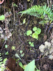 Hydrocotyle leucocephala