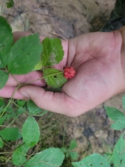 Rubus serratus
