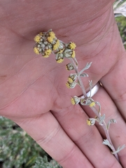 Artemisia hyperborea