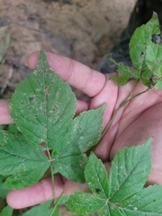 Rubus serratus
