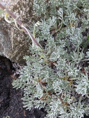 Artemisia hyperborea