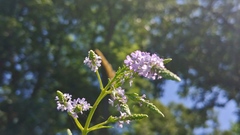 Verbena × engelmannii