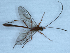 Dicamptus fuscicornis