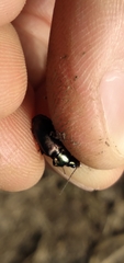 Agonum muelleri