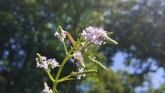 Verbena × engelmannii