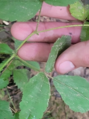Rubus serratus