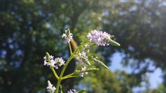 Verbena × engelmannii