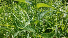 Verbena × engelmannii