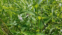 Verbena × engelmannii