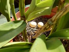 Streptopelia chinensis