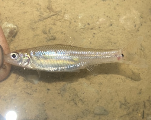 Bullhead minnow (Pimephales vigilax) — Cyprinidae — 4