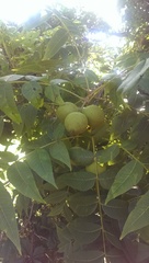 Juglans nigra