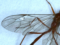Dicamptus fuscicornis