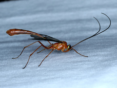 Dicamptus fuscicornis