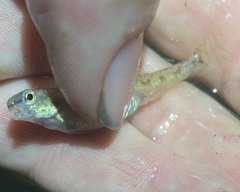 Etheostoma chlorosoma