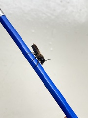 Callomegachile