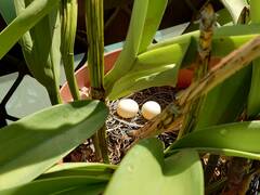 Streptopelia chinensis