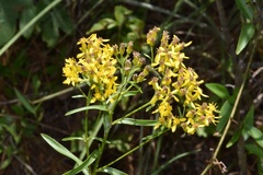 Solidago nitida