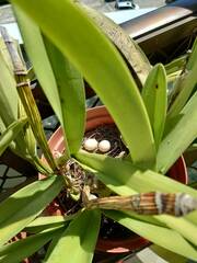 Streptopelia chinensis