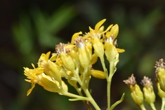 Solidago nitida