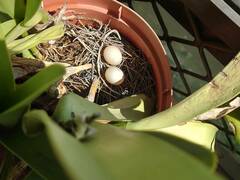 Streptopelia chinensis